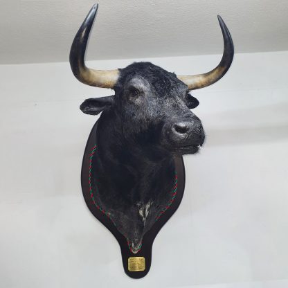 Cabeça Touro Taxidermia