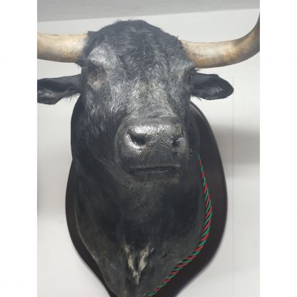 Cabeça Touro Taxidermia - Image 2