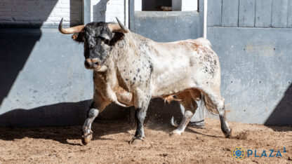 Cabeça de Touro Taxidermia - Image 2